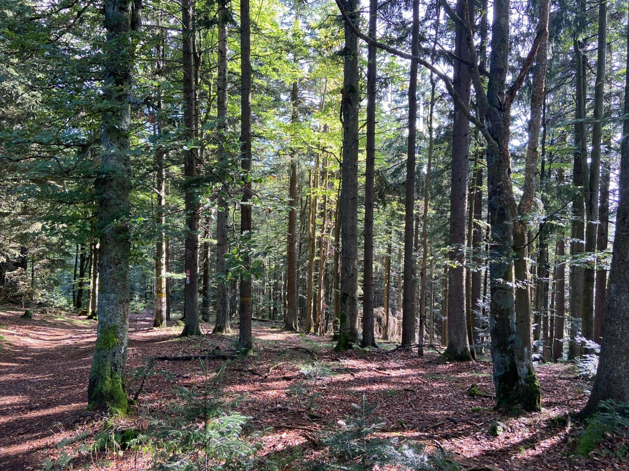 Landgasthof Brandtner Wirt Langdorf  Exteriör bild